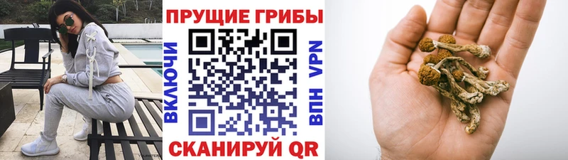 купить закладку Пучеж Галлюциногенные грибы ЛСД